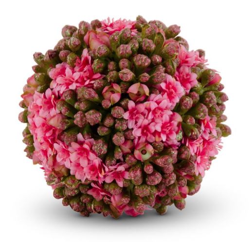 Pink Kalanchoe Ball ~ 4 inches
