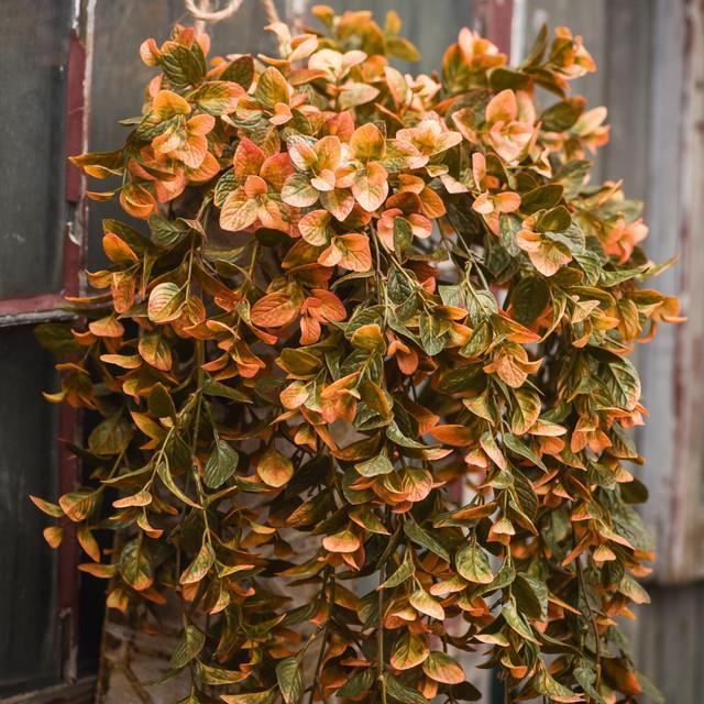 Mint Hanging Bush ~ 32 Inches Long