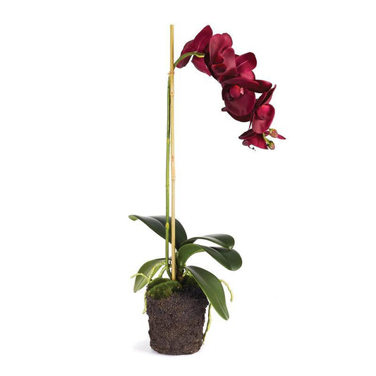 BURGANDY ORCHID DROP IN 25 INCHES
