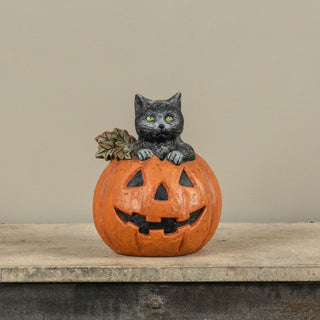 Black Cat in Jack O Lantern