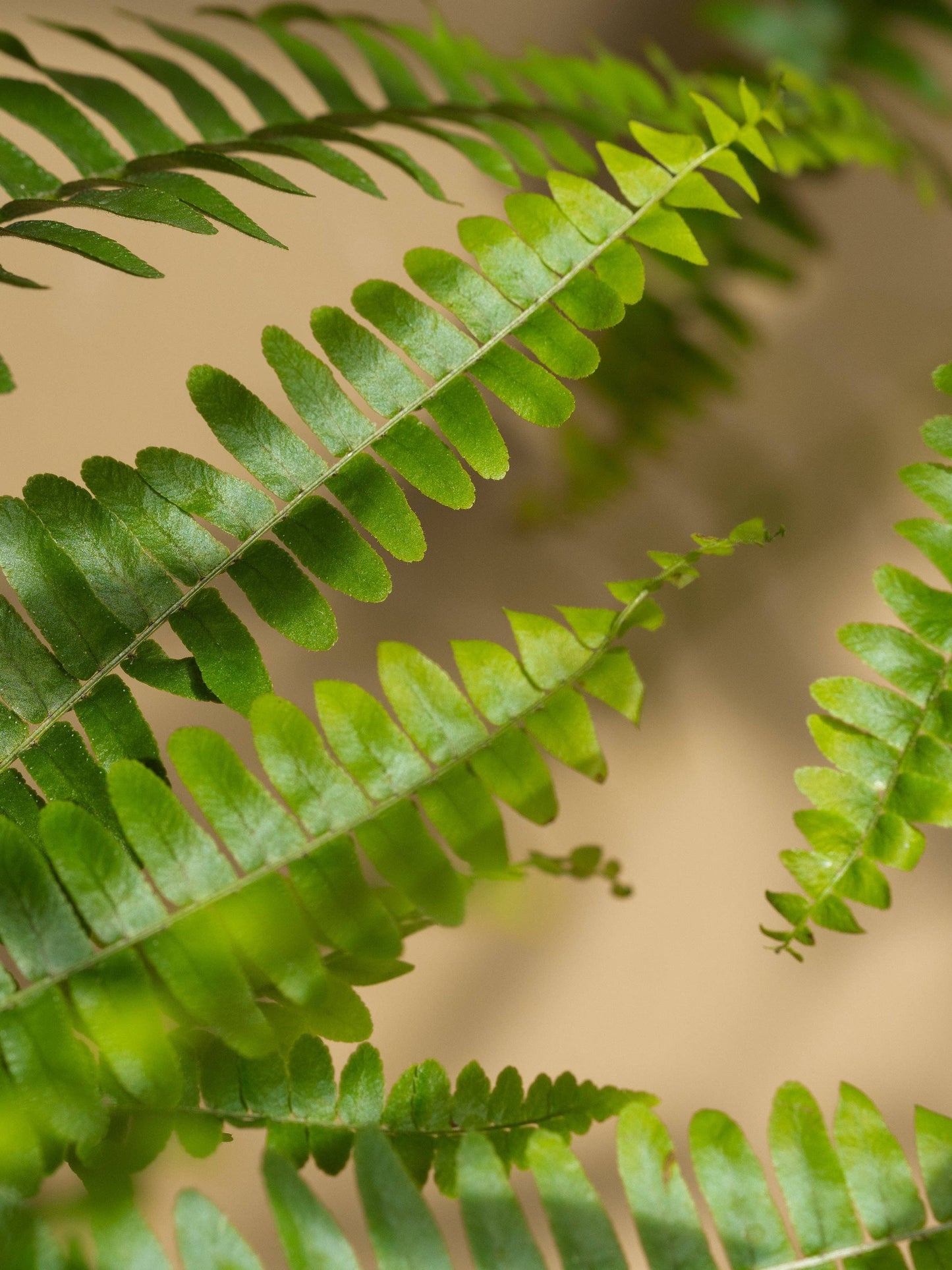 Fern + Moss ~ Pura Scent